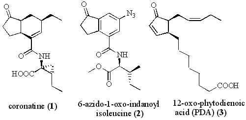 scheme